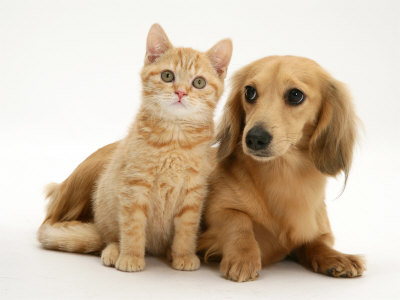 Pet Product