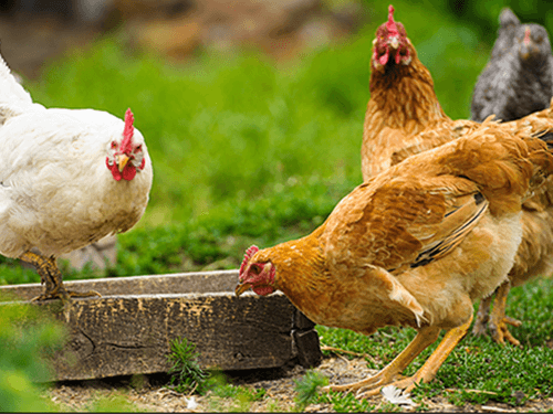 Poultry Product